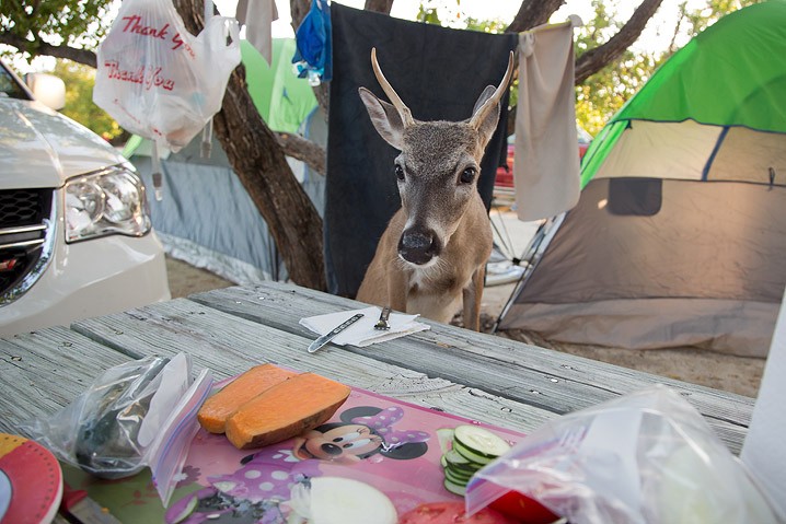 Tourismus Human Impact Key Hirsch Odocoileus virginianus Key Deer